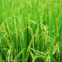 怎样才能让白羊座乖乖听话