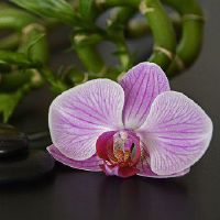 室内风水的摆放位置和朝向有什么讲究