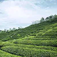 兰花放在阳台什么位置对风水好