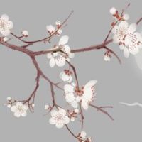 1980年属猴一生有几次婚姻 通常会有一到两次婚姻