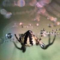 蜘蛛在家窗外结网居住的迹象