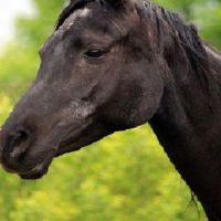 马和鸡在一起财气好么