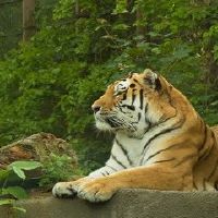 1998年女属虎多少岁结婚好