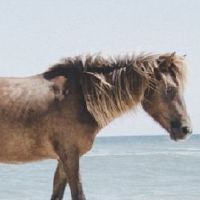 马和鸡在一起对谁不好