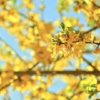 北朝南院子东侧什么树风水好?