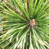 门前种一棵罗汉松好吗?