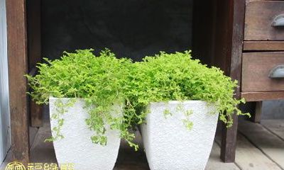 如何合理摆放万年青以优化室内风水:从养殖方法、注意事项出发探讨万年青的摆放原则