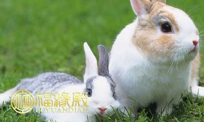 请问哪一年出生的人属兔?