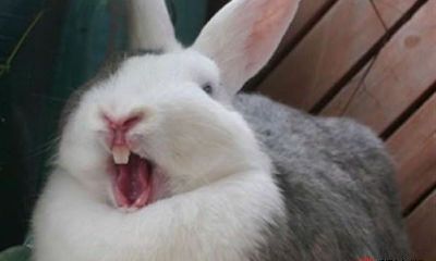 2011年出生的属兔人,命运如何?