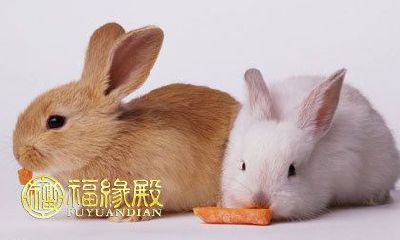 1987年的生肖属兔,其寓意和性格特点是怎样的?