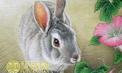 查询适合属兔人的恋爱婚姻配对表格:寻找满足个性与爱情需求的完美配偶