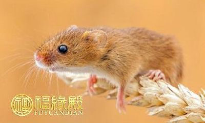 10月份走好运的几大生肖,运势连续飙升!