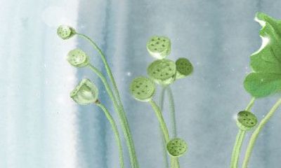 在风水学方面,绿萝爬墙是否会导致破财?探讨绿萝对于家居风水禁忌的影响