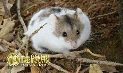 随着时光的推移,赚钱之路愈加宽广的十二生肖