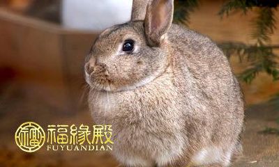 87年出生、属兔的个体的五行属性是什么?