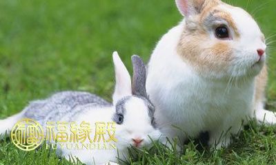 幸运数字-1975年出生的兔子