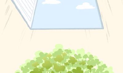 探寻旺风水之道:了解各具灵性的植物及其对环境带来的影响