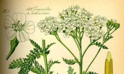 学习易经算卦法,掌握最纯正的蓍草占卜技巧,让你变成易经大师!