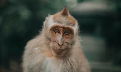 2019年属猴的人需要知道:贵人所在的方向和开运的位置是什么?