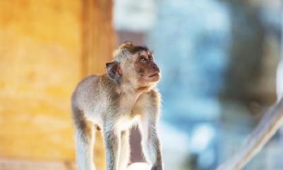 揭秘生肖猴的独特魅力与魔力:从智慧、灵敏到幽默、机智,探寻受欢迎的折桂之因!