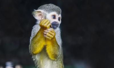 探究属猴人双重性格的特征:从好奇心旺盛到玩世不恭的复杂性格特质分析