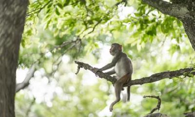 当属猴的人心血来潮时,他们会有哪些突发奇想和行动呢?