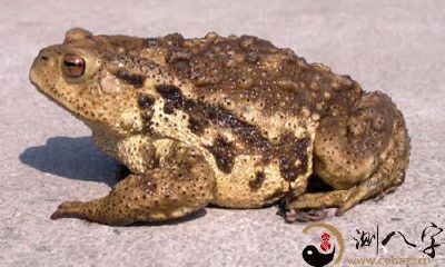 奇怪的梦境:我梦见了一只癞蛤蟆在跳跃中落在了我的身上