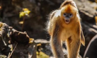 属于猴子的爱情界限是什么,他们在恋爱中如何维护自己的底线?