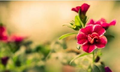 属龙人的出生时间对运势影响如何?在哪个时间段出生最有利?