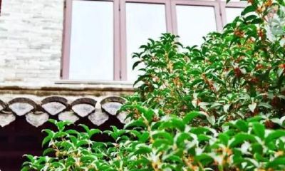 家庭园艺需注意:这几种树种植或将招惹霉神,给你带来不可挽回的遗憾!