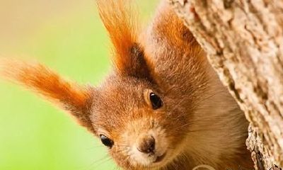 梦中观荷兰鼠遁于窗前,醒来仍为难忘之美妙体验