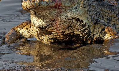 周公解梦:解析梦见鳄鱼的意义以及可能预示的未来事件!