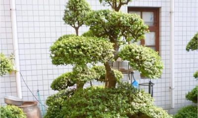 富人不离手!独家“5养花”养在家里,吸财聚气助招财,今天就在家中摆放,好运连连不断!