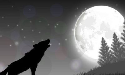 在梦中遭遇狼,艰难征战最终成功战胜猛兽的奇幻经历