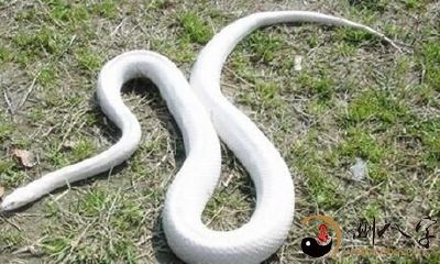 做梦梦见巨型白色蟒蛇惨遭战败的奇幻体验