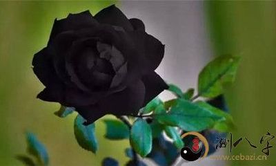 追逐梦境中的黑花:一段奇幻般的视觉体验