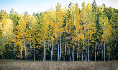 如何为2019年8月9号子时出生的女孩选择能促进五行平衡的名字?
