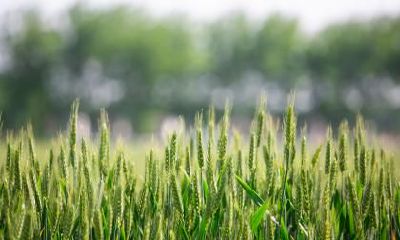 如何给新生女婴起名,有哪些适宜使用的汉字可以选择?——关于小满时节女孩的命名建议