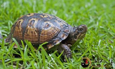 在梦境中发现头顶生长出多只可爱小乌龟的奇幻经历