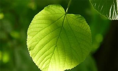 如何为2019年7月9日出生的双胞胎女婴精心起名,根据五行生克匹配合理选取?