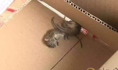 我梦见死耗子也会流血