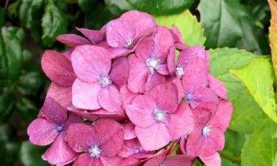 三大生肖让男人彻底倾心:聪颖有气质,充满魅力地让男人神魂颠倒