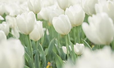 双子座的高压电线:不能碰触的神秘身份是什么?