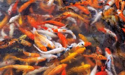 小寒酉时出生的女宝宝:如何取吉祥美名?