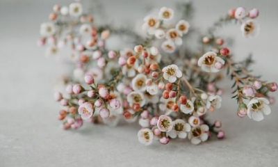 双子座:热爱诱惑,厌恶追求完美人的星座皋月