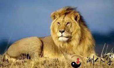 昨夜入梦,显现众多狮座君王:一个关于梦见狮子座的详细述说