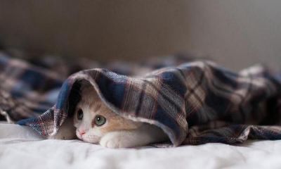 天蝎座的真实人生:生性冷漠,难以相处的性格特点