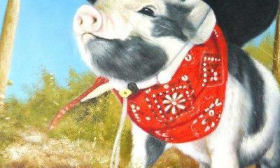 在“属相猪”的离婚对人的命运造成的影响下,如何寻求夫妻友好相处之道?