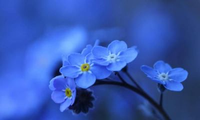 天秤座的桃花运旺盛可令人羡慕,但是否对天秤座幸福有帮助却不一定