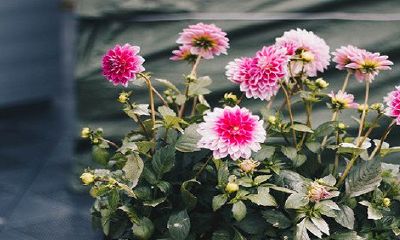 在2023年的初二日盼望出生的女孩子,您是否看起来可爱又迷人?